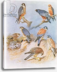 Постер Торнбурн Арчибальд (Бриджман) Hobby, Merlin, Red Footed Falcon, Lesser Kestrel and Kestrel, pub. by Book Club Associates, 1972