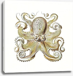 Постер Vintage octopus marine life 1