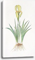 Постер Iris Reichenbachii