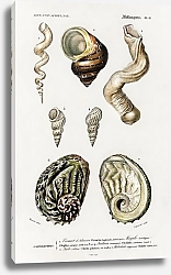 Постер Разные виды раковин моллюсков 2