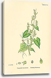 Постер Polygonum Convolvulus. Climbing Buckwheat