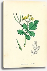 Постер Chelidonium majus. Celandine. 1
