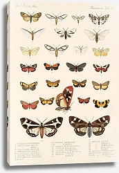 Постер Годман Фредерик Insecta Lepidoptera-Heterocera Pl 077