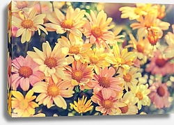 Постер Цветы рудбекии в клумбе на рассвете