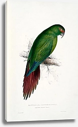 Постер Parrots by E.Lear  #8