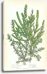 Постер Jointed Glasswort, Creeping, Shrubby Sea Blite, Annual, Prickly Saltwort, Annual Knawel, Perennial