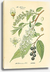 Постер Rosaceae, Pruneae, Padus avium Miller