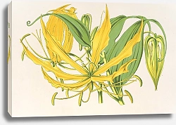 Постер Лемер Шарль Methonica grandiflora