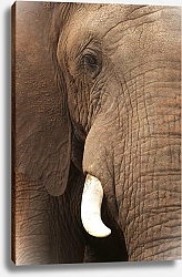 Постер Половина портрета слона