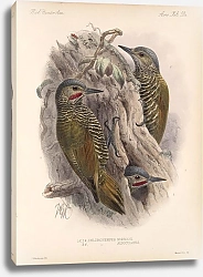 Постер Птицы J. G. Keulemans №65