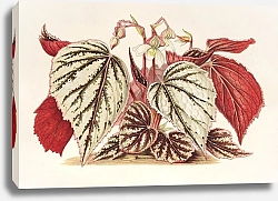 Постер Лемер Шарль Begonia eximia
