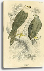 Постер Jer Falcon Adult & Young 1