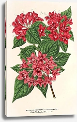 Постер Лемер Шарль Weigelia Middendorffiana, var. purpurata