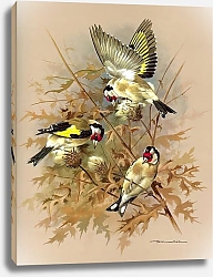 Постер Goldfinch 5