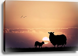 Постер Овцы на закате