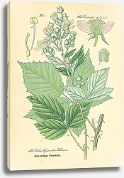 Постер Rosaceae, Rubeae, Rubus thyrsoideus Wimmer