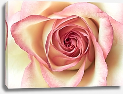 Постер Бело-розовая роза макро №3
