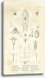 Постер Mollusca №11 3