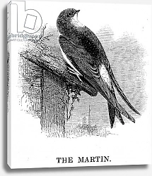 Постер Ярелл Уильям (птицы) The Martin, illustration from 'A History of British Birds' by William Yarrell, first published 1843