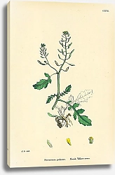 Постер Nasturtium Palustre. Marsh Yellow-cress. 1
