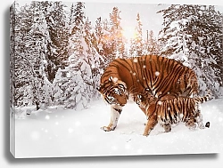 Постер Тигр с тигренком в зимнем лесу