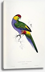 Постер Parrots by E.Lear  #18