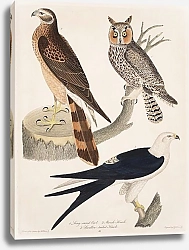 Постер Птицы Америки Уилсона 52