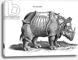 Постер Дюрер Альбрехт (последователи) Rhinoceros, no.76 from 'Historia Animalium' by Conrad Gesner published in July 1815