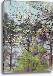 Постер Стадд Артур Cherry tree in blossom with pine trees in background