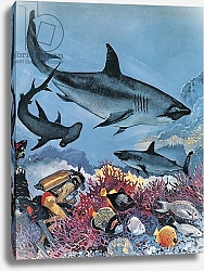 Постер Бэкхаус Д. (совр) Sharks