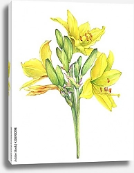 Постер Три цветка лилейника жёлтого