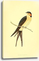 Постер Rufous Swallow