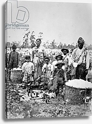 Постер Американский фотограф A slave family in a Georgia cotton field, c.1860