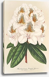 Постер Лемер Шарль Rhododendrum Minnie