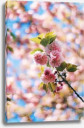 Постер Веточка цветущего вишневого дерева
