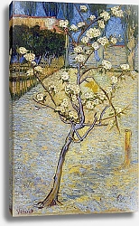 Постер Ван Гог Винсент (Vincent Van Gogh) Цветущая груша