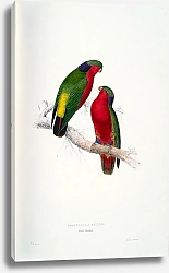 Постер Parrots by E.Lear  #35