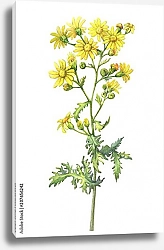 Постер Ветка с цветами дикого растения крестовника
