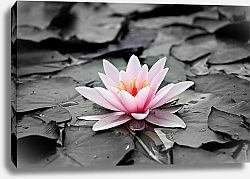 Постер Розовая водяная лилия на серых листьях