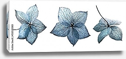 Постер Голубые цветы гортензии на белом фоне