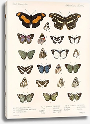 Постер Годман Фредерик Insecta Lepidoptera-Rhopalocera Pl 025