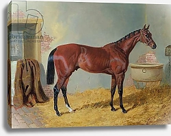 Постер Херринг Джон Mr S. Wrather's 'Nutwith' in a stable