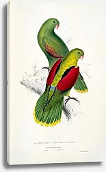 Постер Parrots by E.Lear  #12