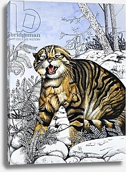 Постер Кэтрайт Уильям (животные) Hunter of the Highlands, from 'Nature's Kingdom'