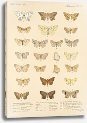 Постер Годман Фредерик Insecta Lepidoptera-Heterocera Pl 042