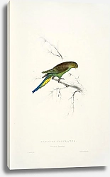 Постер Parrots by E.Lear  #10