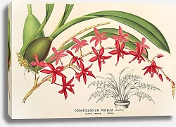Постер Лемер Шарль Odontoglossum roseum