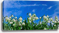 Постер Белые колокольчики на фоне синего неба