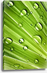 Постер Зелёный лист с каплями воды 11