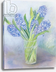 Постер Эллиот София (совр) Hyacinths